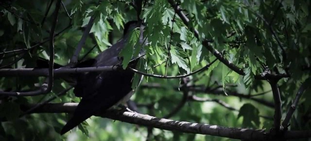 Wisła, ptaszory i inne stwory